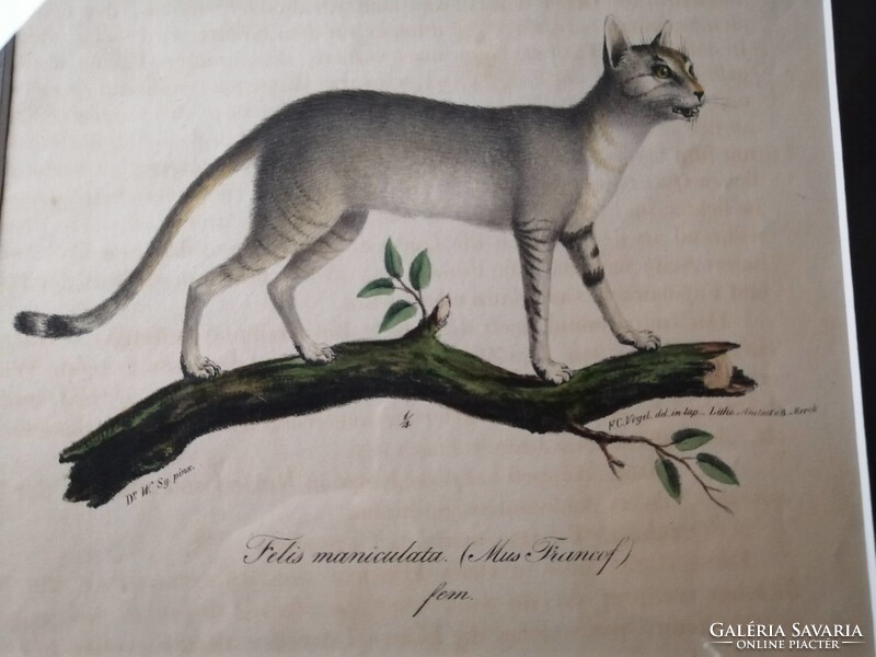NÚBIAI MACSKA - FELIS MANICULATA - ANTIK LITOGRÁFIA - FRIEDRICH CARL VOGEL /1806-1865/