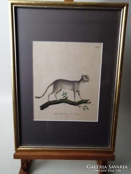 NÚBIAI MACSKA - FELIS MANICULATA - ANTIK LITOGRÁFIA - FRIEDRICH CARL VOGEL /1806-1865/