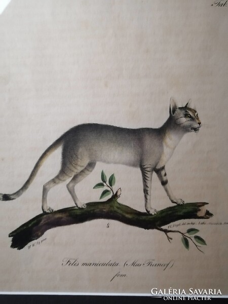 NÚBIAI MACSKA - FELIS MANICULATA - ANTIK LITOGRÁFIA - FRIEDRICH CARL VOGEL /1806-1865/