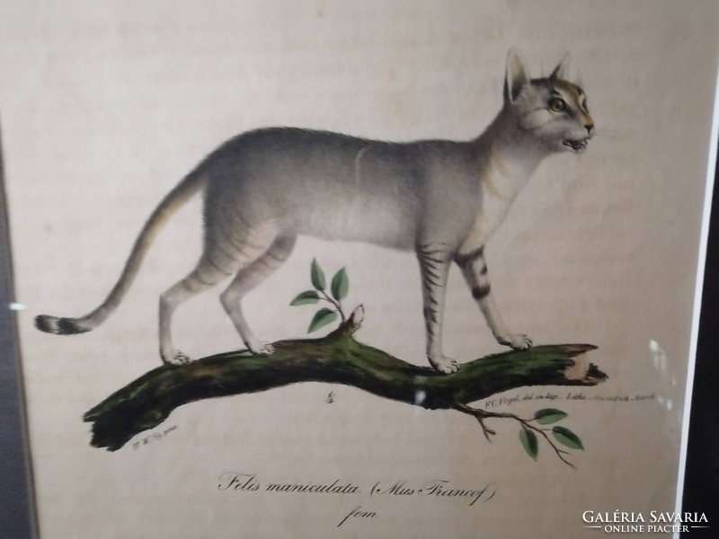 NÚBIAI MACSKA - FELIS MANICULATA - ANTIK LITOGRÁFIA - FRIEDRICH CARL VOGEL /1806-1865/