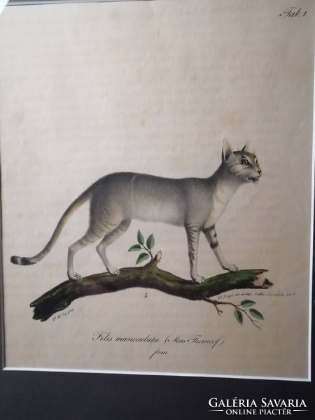 NÚBIAI MACSKA - FELIS MANICULATA - ANTIK LITOGRÁFIA - FRIEDRICH CARL VOGEL /1806-1865/