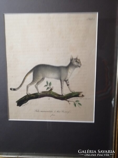 NÚBIAI MACSKA - FELIS MANICULATA - ANTIK LITOGRÁFIA - FRIEDRICH CARL VOGEL /1806-1865/