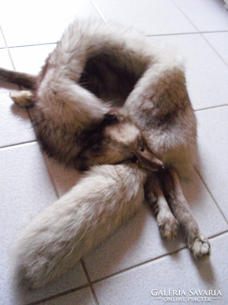 Ezüst róka - egész