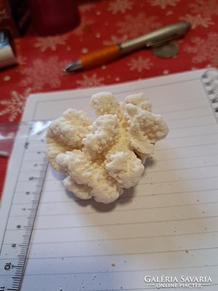 Eredeti fehér korall  10 cm Indonezia/ Dél- kínai tenger