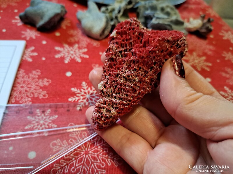 Eredeti vörös bambusz korall Indonezia/ Dél- kínai tenger