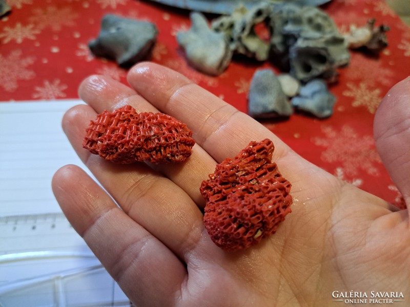 Eredeti vörös bambusz korall 2db  Indonezia/ Dél- kínai tenger