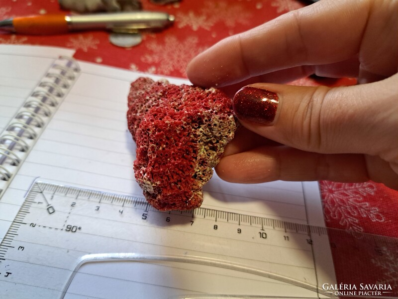 Eredeti vörös bambusz korall Indonezia/ Dél- kínai tenger