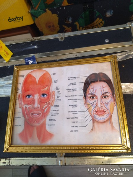 Vintage réz képkeret arc izom és vénák poszter 26x21