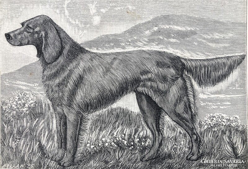 Ír szetter vadászkutya antik rotációs fametszete, 1892