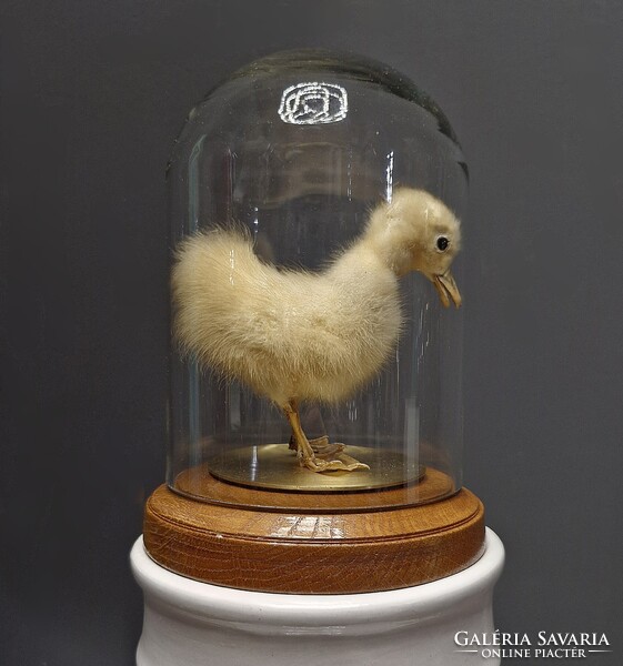 Viktoriánus jellegű preparált kiskacsa, taxidermy