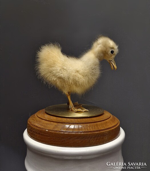 Viktoriánus jellegű preparált kiskacsa, taxidermy
