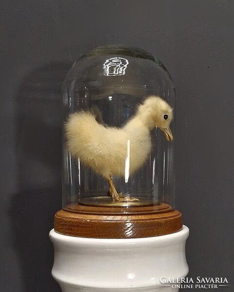 Viktoriánus jellegű preparált kiskacsa, taxidermy