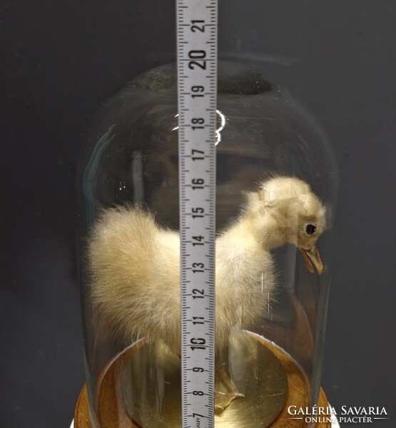 Viktoriánus jellegű preparált kiskacsa, taxidermy