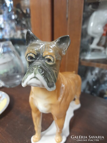 Német,Germany Volkstedt Karl ENS Nagy Méretű Boxer Kutya Porcelán Figura.21.5 cm