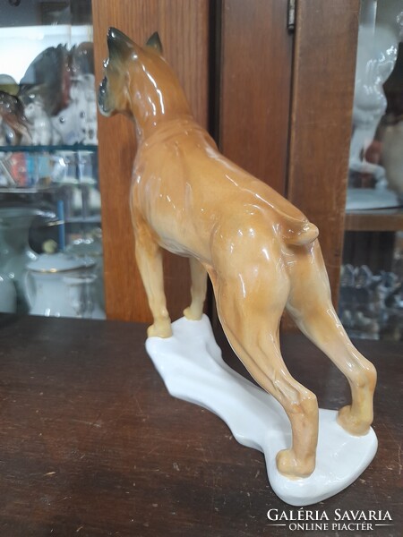 Német,Germany Volkstedt Karl ENS Nagy Méretű Boxer Kutya Porcelán Figura.21.5 cm