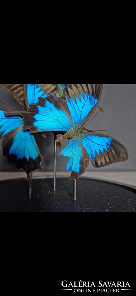Preparált lepkék üveg tárolóban, Morpho pillangó taxidermia