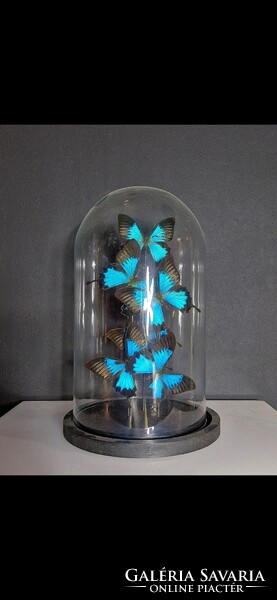 Preparált lepkék üveg tárolóban, Morpho pillangó taxidermia