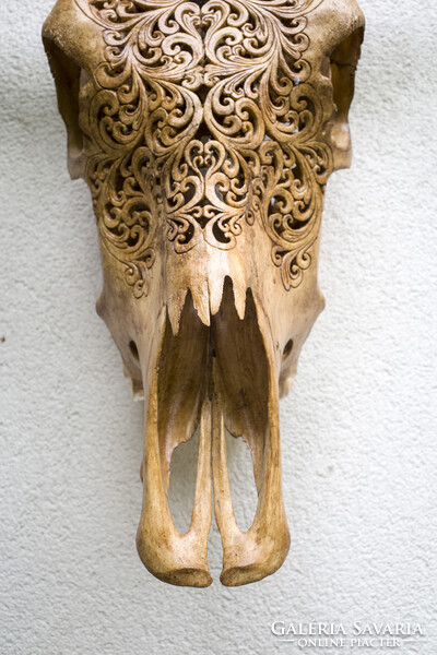 XL Bivaly koponya - kézzel vésett