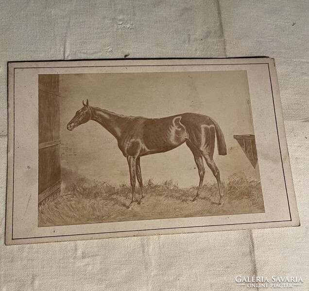 Antik Kincsem versenyló fotó 1874