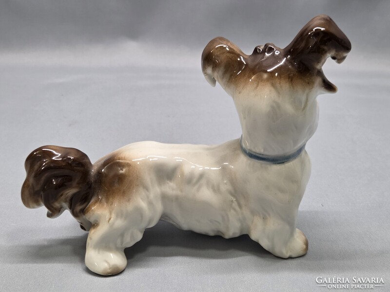 ENS kutya, terrier