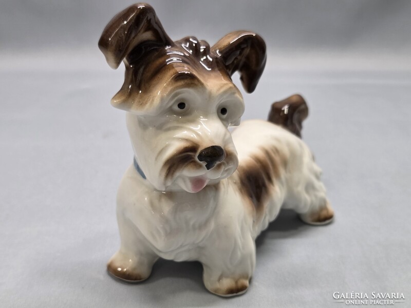 ENS kutya, terrier