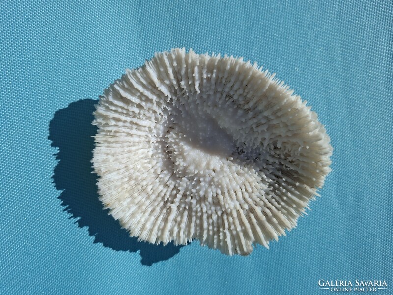 Tengeri csiga kagyló korall