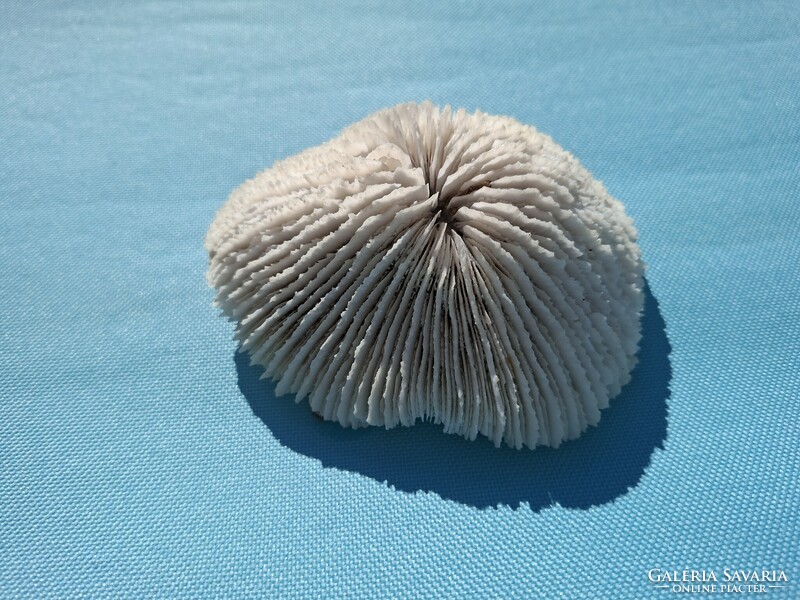 Tengeri csiga kagyló korall