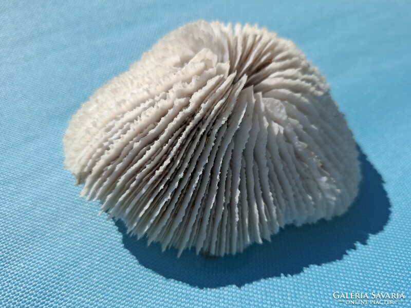 Tengeri csiga kagyló korall