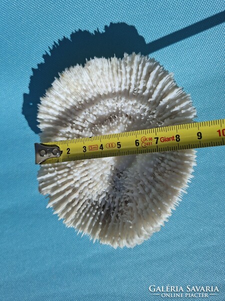 Tengeri csiga kagyló korall