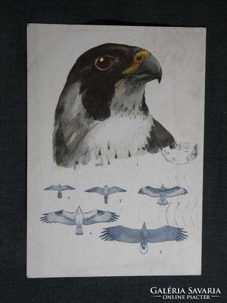 Képeslap,ornitológia,Muray Robert grafika,Vörös vércse madár,1971 ...