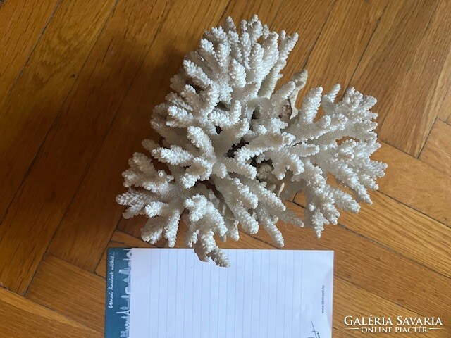 Vörös-tengeri korall fosszilia /3