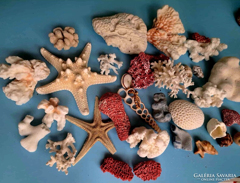 Korall,csiga,sün, tengeri csillag és kagyló gyűjtemény 30 darabos!! Indonezia/ Dél- kínai tenger