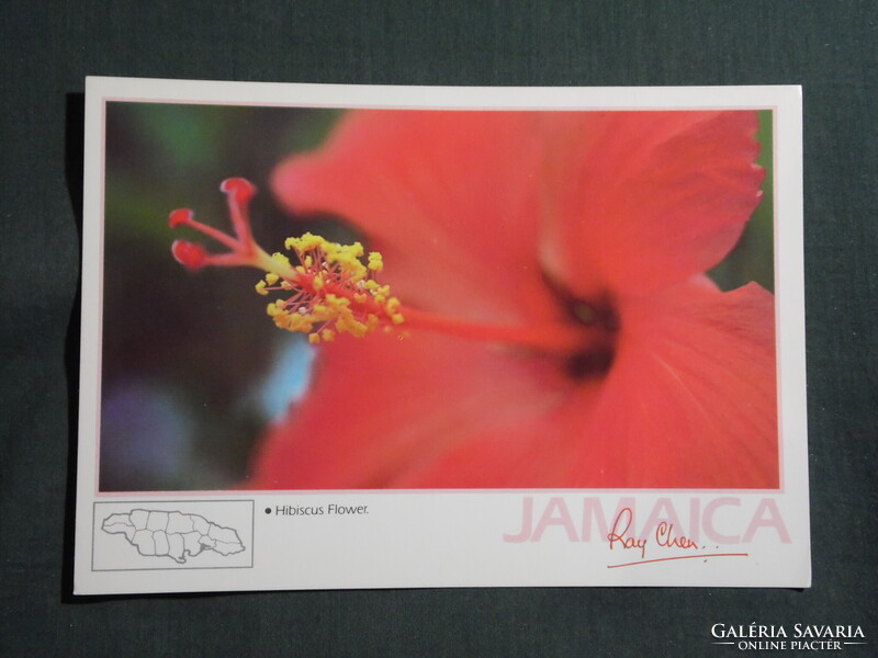 Képeslap,Közép Amerika,Jamaica,Hibiscus Flower,Hibiszkusz virág,1980-