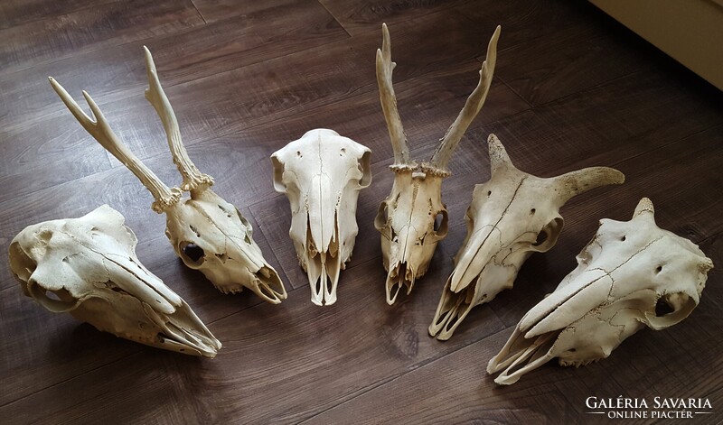Koponyák,koponya,trófea,preparátum. Egyben! Őz,juh,kecske.