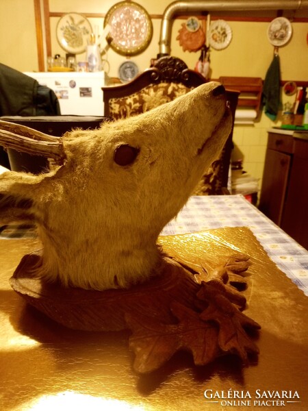 Nagyon régi trófea