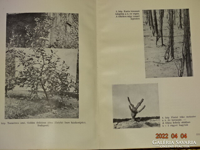 MOHÁCSY MÁTYÁS : GYÜMÖLCSTERMESZTÉS A HÁZI ÉS HÁZTÁJI KERTEKBEN 1959