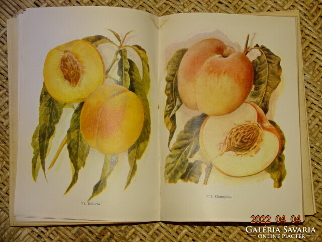 MOHÁCSY MÁTYÁS : GYÜMÖLCSTERMESZTÉS A HÁZI ÉS HÁZTÁJI KERTEKBEN 1959