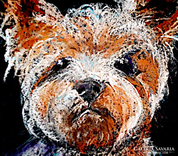 Vibók: Yorki 35x50 cm