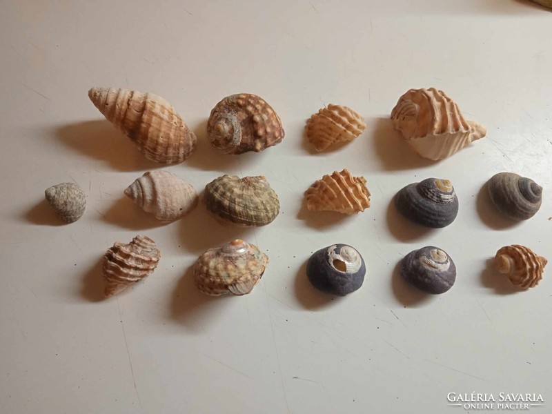 15 shells from around the world on sale for 5999 great gift idea