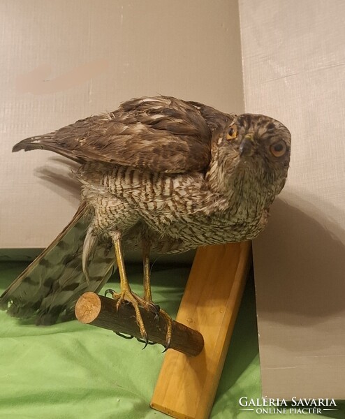 Preparált ragadozó madár tojó, kb.45 éve preparált,  hibátlan állapotban. Kitömött karvaly