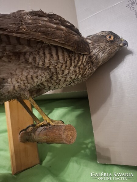 Preparált ragadozó madár tojó, kb.45 éve preparált,  hibátlan állapotban. Kitömött karvaly
