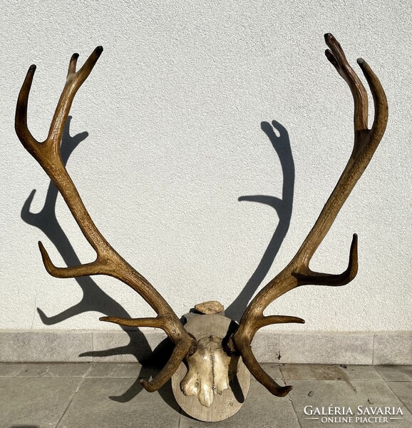 Szarvas agancs trófea