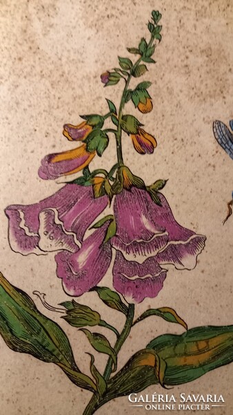 Ceramano West Germany falicsempe kerámia fali kép - Digitalis purpurea - Piros gyűszűvirág