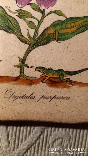 Ceramano West Germany falicsempe kerámia fali kép - Digitalis purpurea - Piros gyűszűvirág