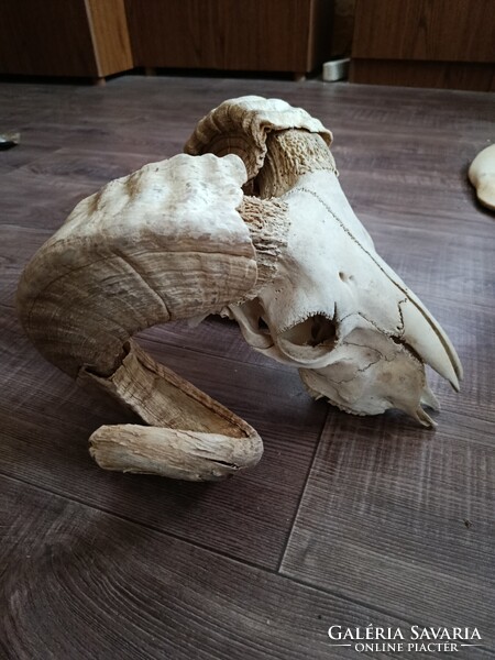 Régi,öreg,nagy méretű kos koponya,preparátum,trófea. Nem hófehér,de kezelve van. Ingyen posta