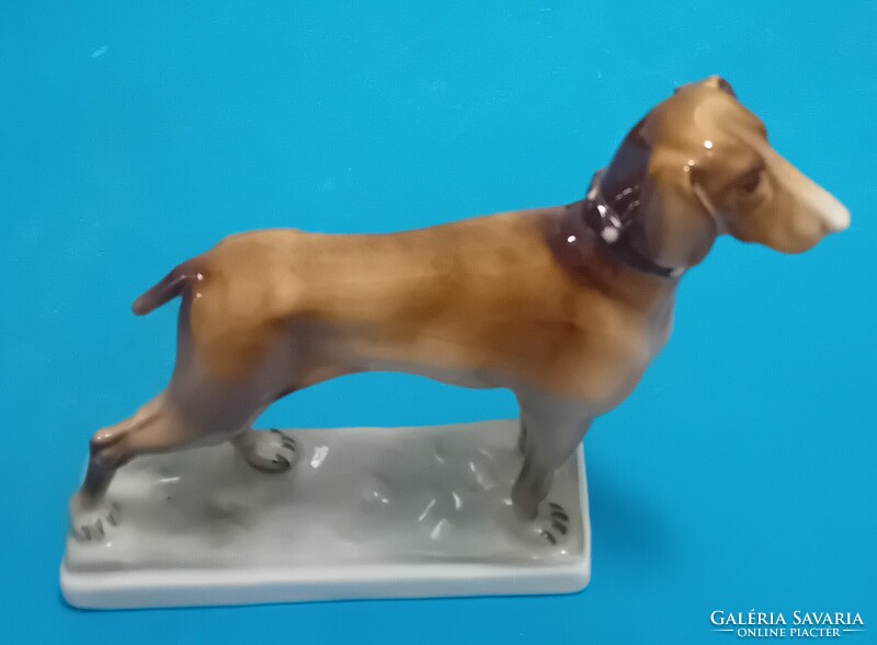 Zsolnay vizsla kutya