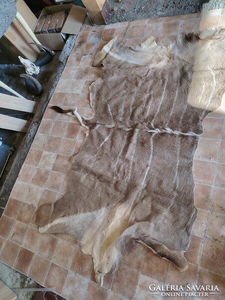 Afrikai Antilop bőr 2 darab