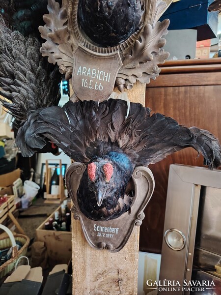 Nyirfajd trófea 3 darab