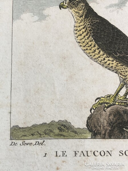Sólyom és karvaly metszet - kézzel színezett madártani, ornitológiai rézmetszet, 1822 körül