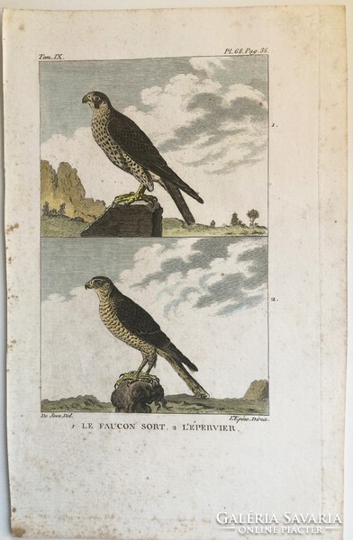 Sólyom és karvaly metszet - kézzel színezett madártani, ornitológiai rézmetszet, 1822 körül